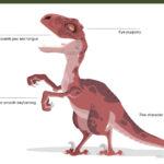 Raptor - Image 3